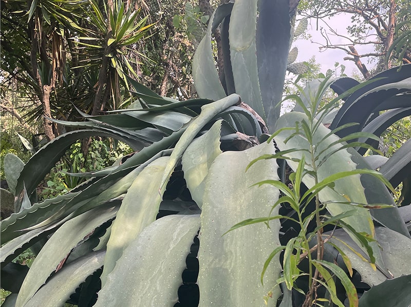 遺跡近くにあるサボテン