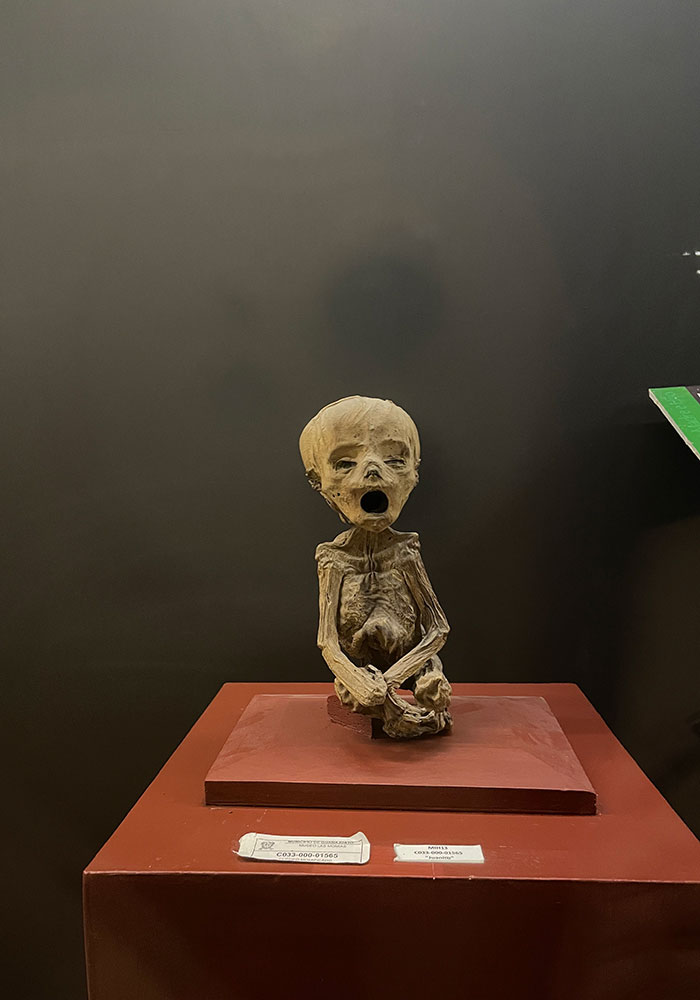 ミイラ博物館のミイラ