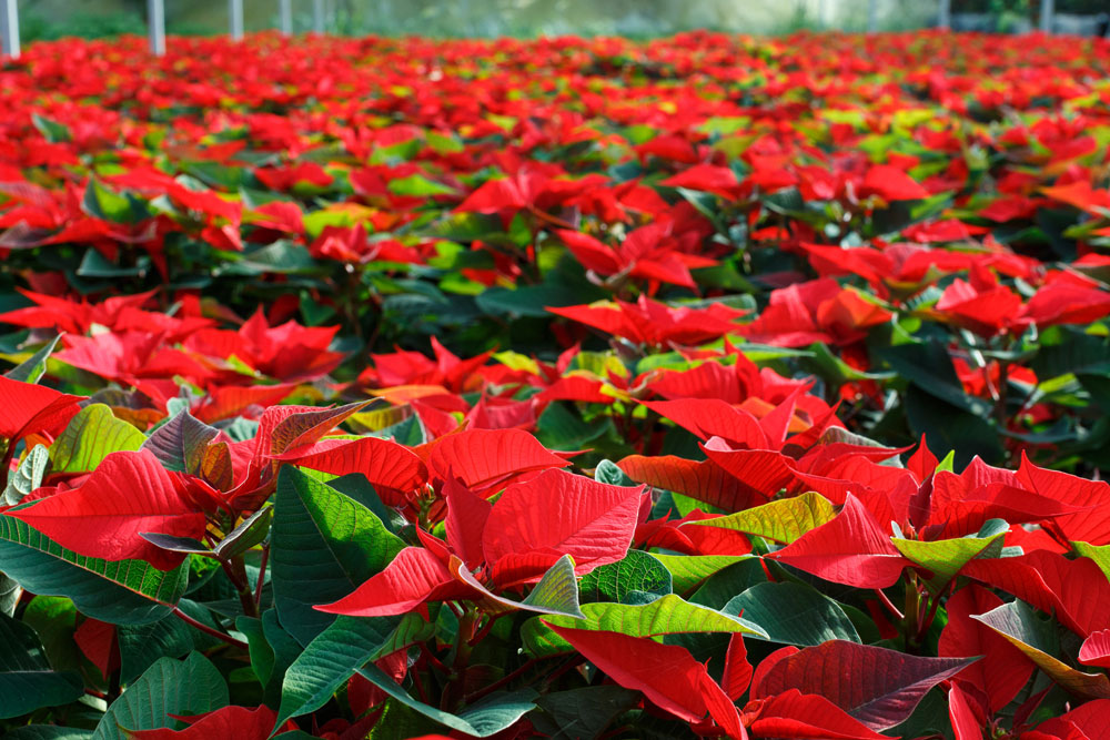 ノチェブエナ（Noche Buena） = ポインセチア